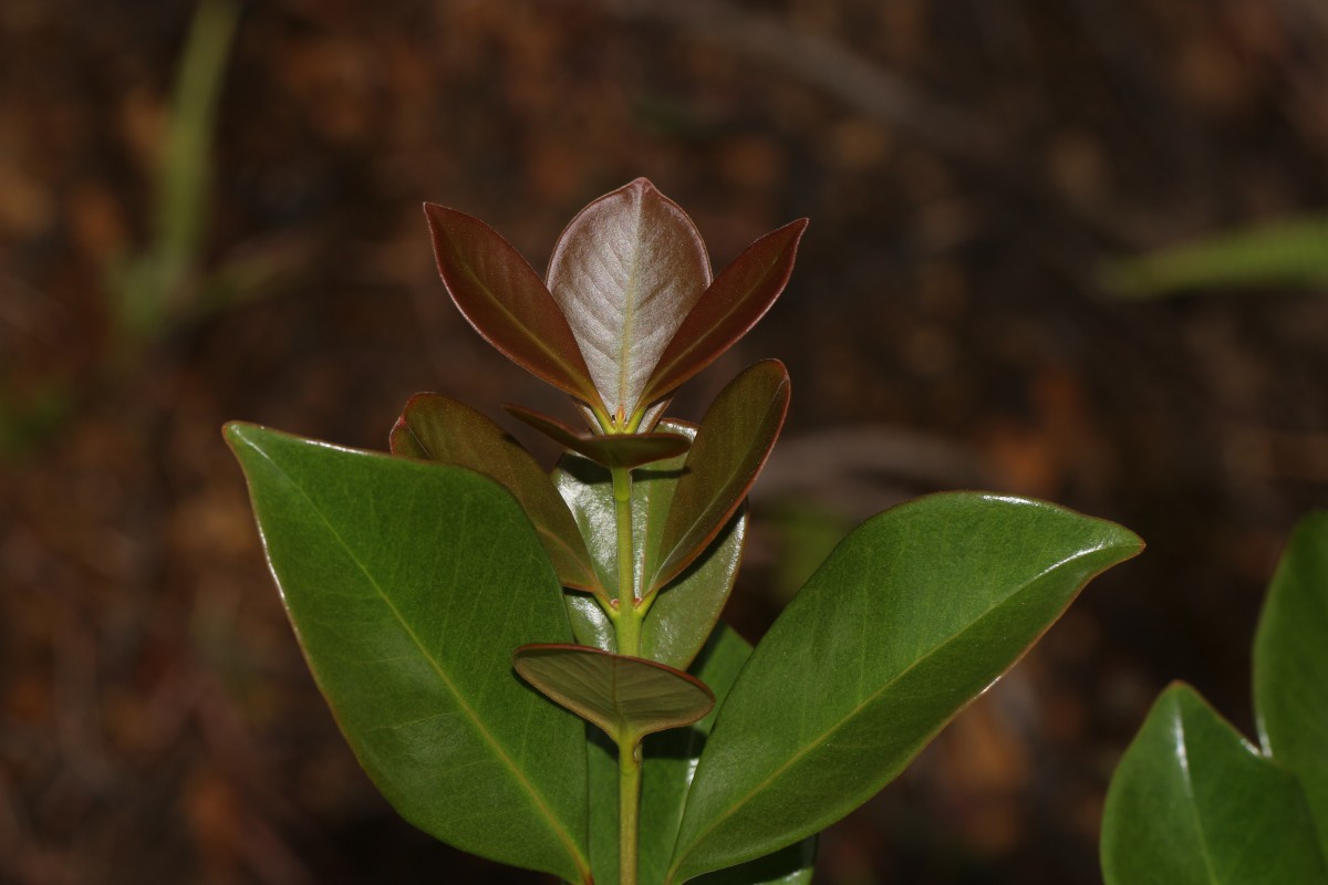 Psidium cattleyanum Sabine